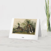 Mallard Duck van Audubon's Birds of America Kaart (Achterkant)