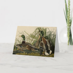 Mallard Duck van Audubon's Birds of America Kaart