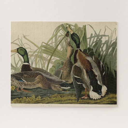 Mallard Duck van Audubon's Birds of America Legpuzzel (Horizontaal)