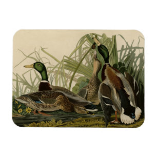 Mallard Duck van Audubon's Birds of America Magneet