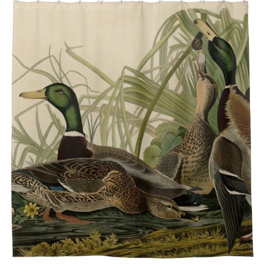 Mallard Duck van Audubon's Birds of America Showe Douchegordijn (Voorkant)