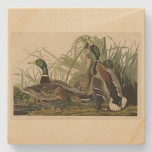 Mallard Duck van Audubon's Birds of America Stenen Onderzetter