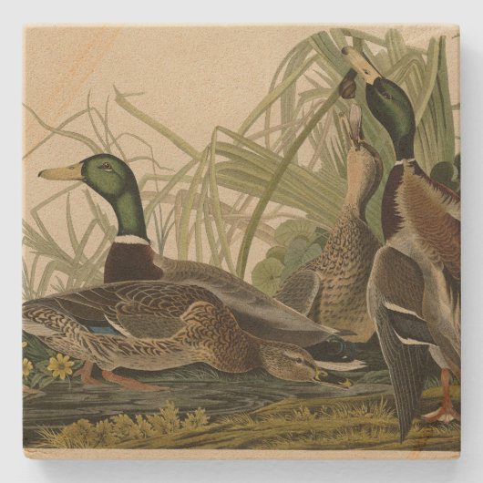 Mallard Duck van Audubon's Birds of America Stenen Onderzetter (Voorkant)