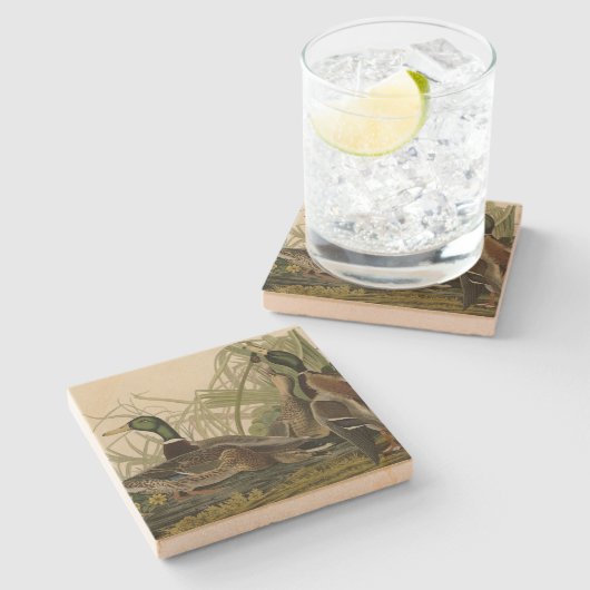 Mallard Duck van Audubon's Birds of America Stenen Onderzetter (Zijkant)