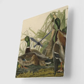 Mallard Duck van Audubon's Birds of America Vierkante Klok (Hoek)