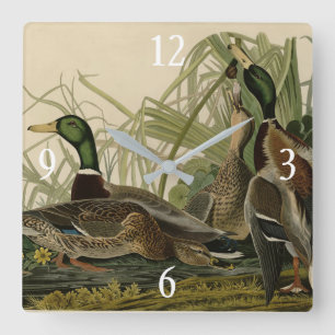 Mallard Duck van Audubon's Birds of America Vierkante Klok