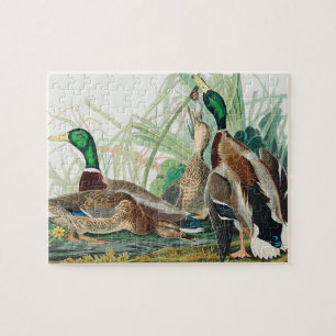 Mallard Duck van de vogels van Amerika (Audubon) Legpuzzel