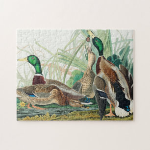 Mallard Duck van de vogels van Amerika (Audubon) Legpuzzel