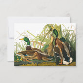 Mallard Duck van John James Audubon Bedankkaart (Voorkant)