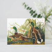 Mallard Duck van John James Audubon Bedankkaart (Staand voorkant)