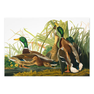 Mallard Duck van John James Audubon Foto Afdruk