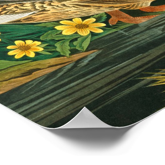 Mallard Duck van John James Audubon Poster (Hoek)