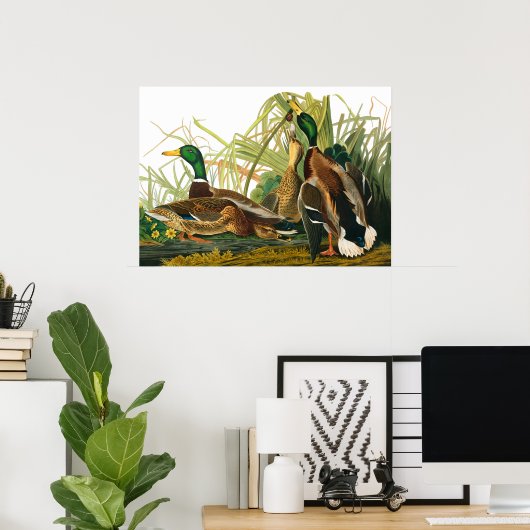 Mallard Duck van John James Audubon Poster (Thuiskantoor)