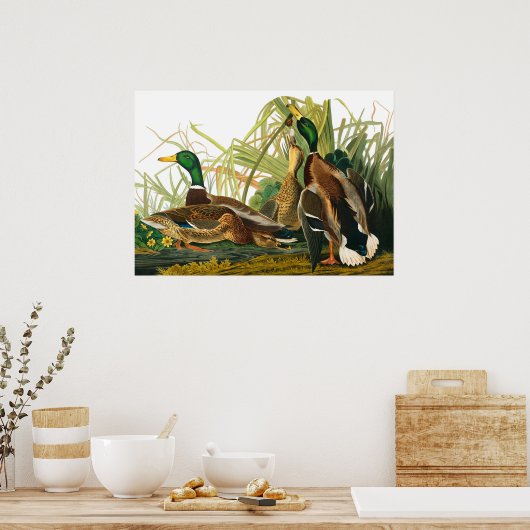 Mallard Duck van John James Audubon Poster (Keuken)