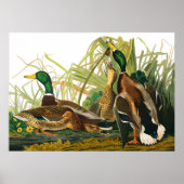 Mallard Duck van John James Audubon Poster (Voorkant)