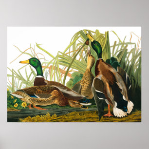 Mallard Duck van John James Audubon Poster