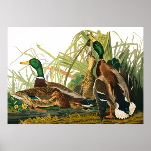 Mallard Duck van John James Audubon Poster (Voorkant)