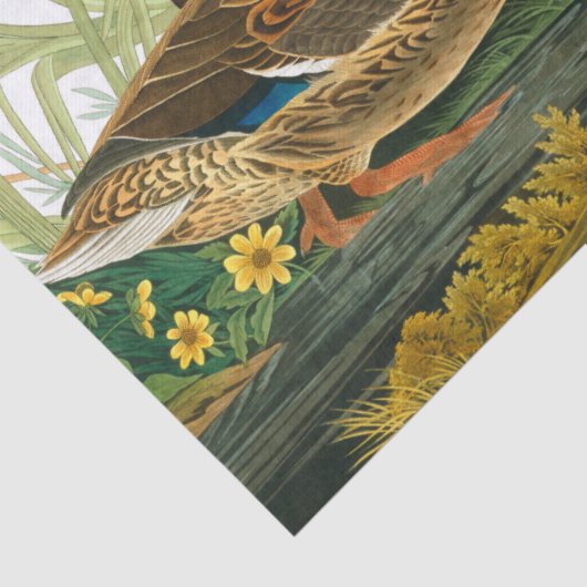 Mallard Duck van John James Audubon Tissuepapier (Detail)