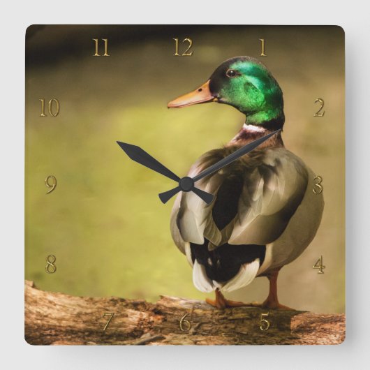 Mallard Duck Vierkante Klok (Voorkant)