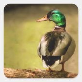 Mallard Duck Vierkante Sticker (Voorkant)