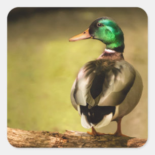 Mallard Duck Vierkante Sticker
