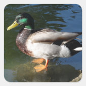 Mallard Duck Vierkante Sticker (Voorkant)