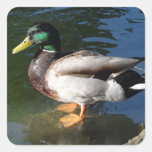 Mallard Duck Vierkante Sticker