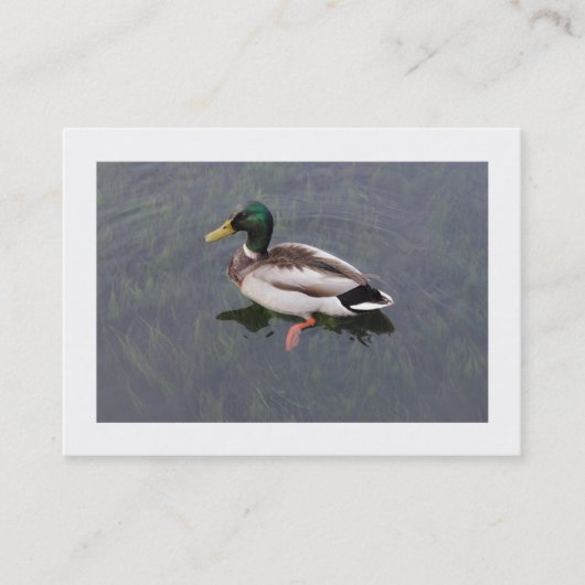 Mallard Duck Visitekaartje (Voorkant)