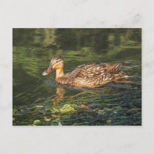 Mallard Duck (vrouw) Briefkaart