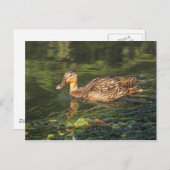 Mallard Duck (vrouw) Briefkaart (Voorkant / Achterkant)