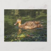 Mallard Duck (vrouw) Briefkaart (Voorkant)