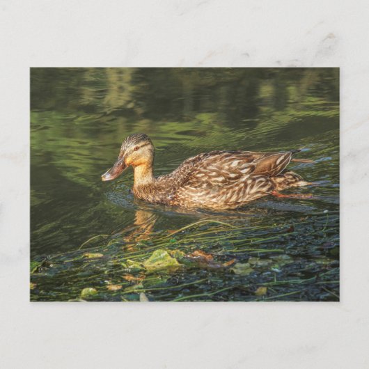Mallard Duck (vrouw) Briefkaart (Voorkant)