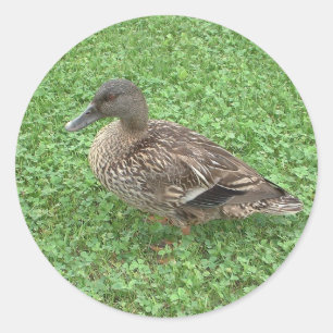 Mallard Duck Vrouw Foto Ronde Sticker