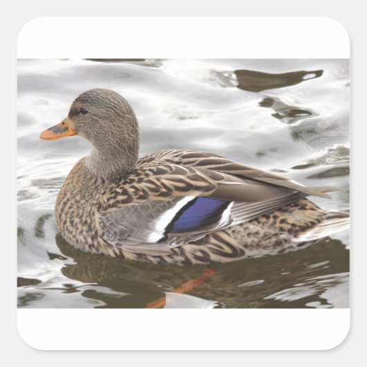 Mallard Duck Vrouw Vierkante Sticker (Voorkant)