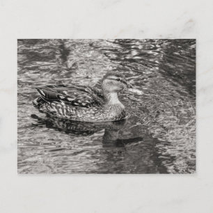 Mallard Duck (vrouw) Warm Tone Black and White Briefkaart
