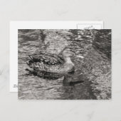 Mallard Duck (vrouw) Warm Tone Black and White Briefkaart (Voorkant / Achterkant)