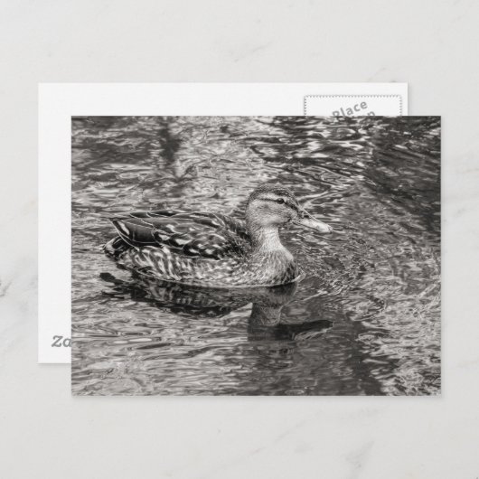 Mallard Duck (vrouw) Warm Tone Black and White Briefkaart (Voorkant / Achterkant)
