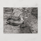 Mallard Duck (vrouw) Warm Tone Black and White Briefkaart (Voorkant)