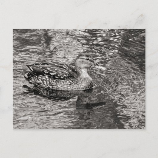 Mallard Duck (vrouw) Warm Tone Black and White Briefkaart (Voorkant)