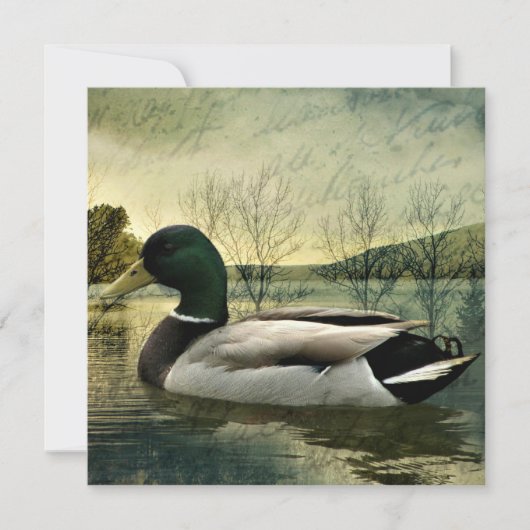  Mallard Duck Weathered Briefkaart (Voorkant)