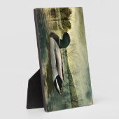Mallard Duck Weathered Briefkaart Fotoplaat (Zijkant)