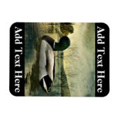 Mallard Duck Weathered Briefkaart Magneet (Horizontaal)