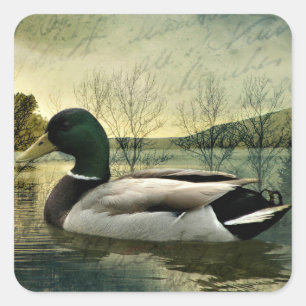 Mallard Duck Weathered Briefkaart Vierkante Sticker