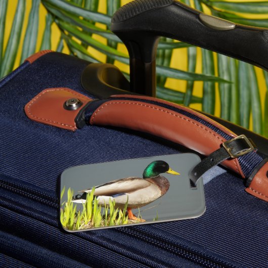 Mallard Duck Wildlife Foto Bagagelabel (Voorkant Insitu 3)