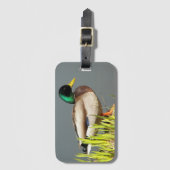 Mallard Duck Wildlife Foto Bagagelabel (Voorkant (verticaal))