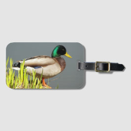 Mallard Duck Wildlife Foto Bagagelabel