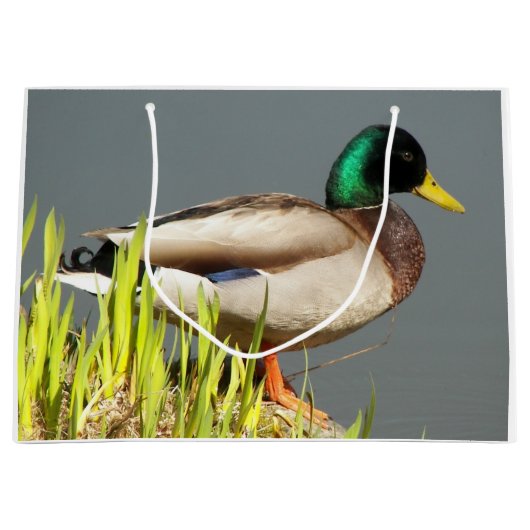 Mallard Duck Wildlife Foto Groot Cadeauzakje (Voorkant)