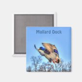 Mallard Duck Wildlife Foto voor Vogelliefhebbers Magneet (Voorkant / Achterkant)