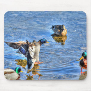 Mallard Duck Wildlife Foto voor Vogelliefhebbers Muismat
