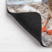 Mallard Duck Wildlife Foto voor Vogelliefhebbers Muismat (Hoek)